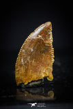 20411 - Top Beautiful 0.42 Inch Serrated Abelisaur Dinosaur Tooth Cretaceous KemKem Beds