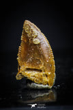 20411 - Top Beautiful 0.42 Inch Serrated Abelisaur Dinosaur Tooth Cretaceous KemKem Beds