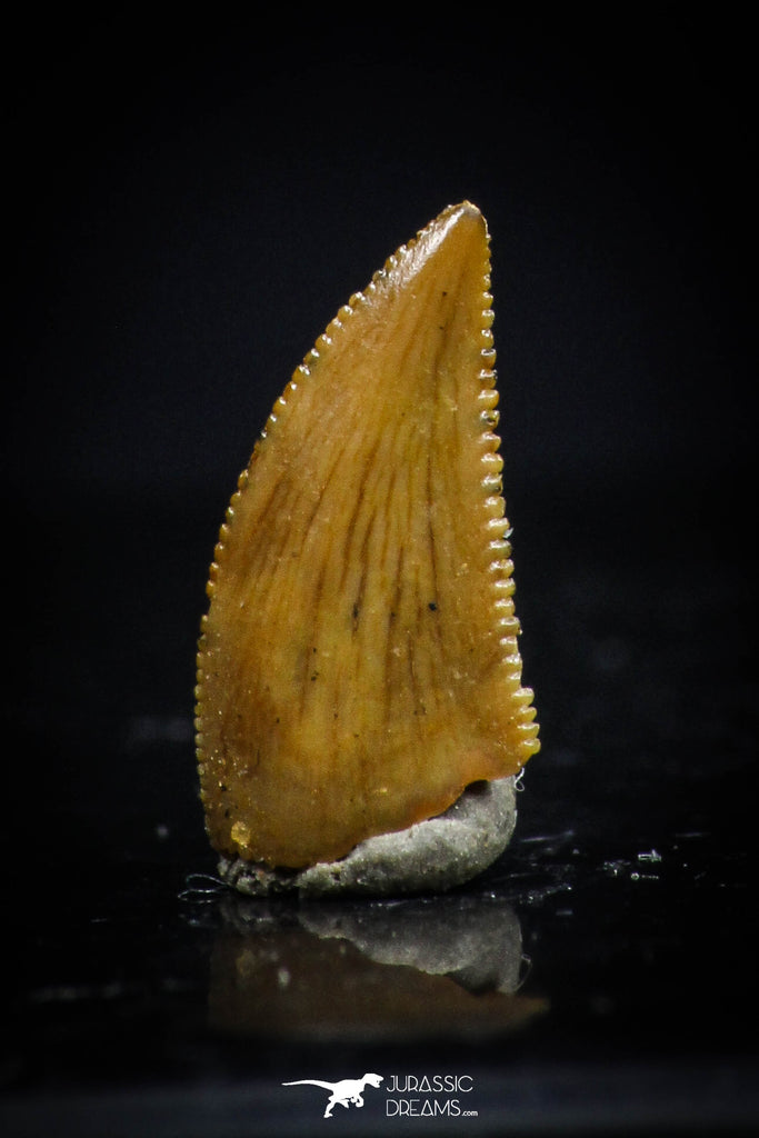 20412 - Top Beautiful 0.39 Inch Serrated Abelisaur Dinosaur Tooth Cretaceous KemKem Beds