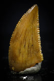 20412 - Top Beautiful 0.39 Inch Serrated Abelisaur Dinosaur Tooth Cretaceous KemKem Beds