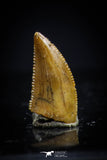 20412 - Top Beautiful 0.39 Inch Serrated Abelisaur Dinosaur Tooth Cretaceous KemKem Beds