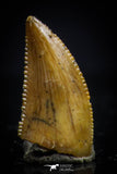 20412 - Top Beautiful 0.39 Inch Serrated Abelisaur Dinosaur Tooth Cretaceous KemKem Beds