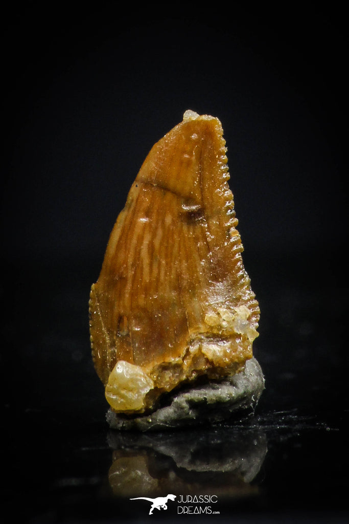 20413 - Top Beautiful 0.38 Inch Serrated Abelisaur Dinosaur Tooth Cretaceous KemKem Beds