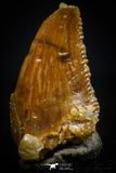 20413 - Top Beautiful 0.38 Inch Serrated Abelisaur Dinosaur Tooth Cretaceous KemKem Beds