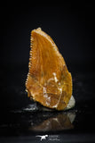 20413 - Top Beautiful 0.38 Inch Serrated Abelisaur Dinosaur Tooth Cretaceous KemKem Beds