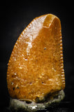 20414 - Top Beautiful 0.30 Inch Serrated Abelisaur Dinosaur Tooth Cretaceous KemKem Beds