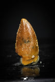 20416 - Rare 0.39 Inch Abelisaur Dinosaur Mesial Premaxillary Tooth Cretaceous KemKem Beds