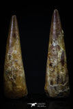 20418 - Great Collection of 2 Pterosaur (Coloborhynchus) Teeth Cretaceous KemKem Beds