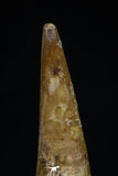 20418 - Great Collection of 2 Pterosaur (Coloborhynchus) Teeth Cretaceous KemKem Beds