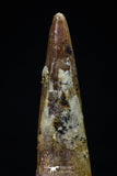 20418 - Great Collection of 2 Pterosaur (Coloborhynchus) Teeth Cretaceous KemKem Beds