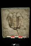 30532 - Rare 2.42 Inch Ceraurus sp Upper Ordovician Trilobite - Ontario Canada