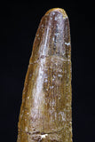 20424 - Well Preserved 2.86 Inch Spinosaurus Dinosaur Tooth Cretaceous