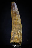 20424 - Well Preserved 2.86 Inch Spinosaurus Dinosaur Tooth Cretaceous