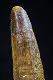 20424 - Well Preserved 2.86 Inch Spinosaurus Dinosaur Tooth Cretaceous