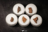 21664 - Great Collection of 5 Oviraptor Egg Shell Gobi Desert Djadokhta Formation Mongolia