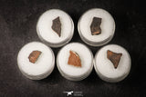 21664 - Great Collection of 5 Oviraptor Egg Shell Gobi Desert Djadokhta Formation Mongolia