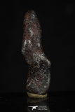 20459 - Taza (NWA 859) Iron Ungrouped Plessitic Octahedrite Meteorite 3.8g