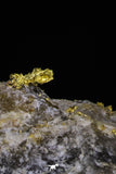 20470 - Top Beautiful Native Gold In Its Hydrothermal Quartz Matrix New Location Aouserd Occidental Sahara