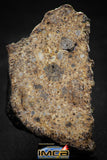 00008 - Rare 46.8g NWA Unclassified Chondrite L4 Polished Section Meteorite