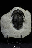 21559 - Tower Eyed 2.33 Inch Erbenochile issoumourensis Lower Devonian