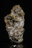 20476 - Top Beautiful Native Gold In Its Hydrothermal Quartz Matrix New Location Aouserd Occidental Sahara