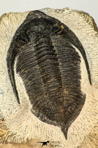 30654 - Well preserved 2.90 Inch  Zlichovaspis rugosa Lower Devonian Trilobite