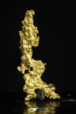 20481 - Top Beautiful Native Gold New Location Aouserd Occidental Sahara