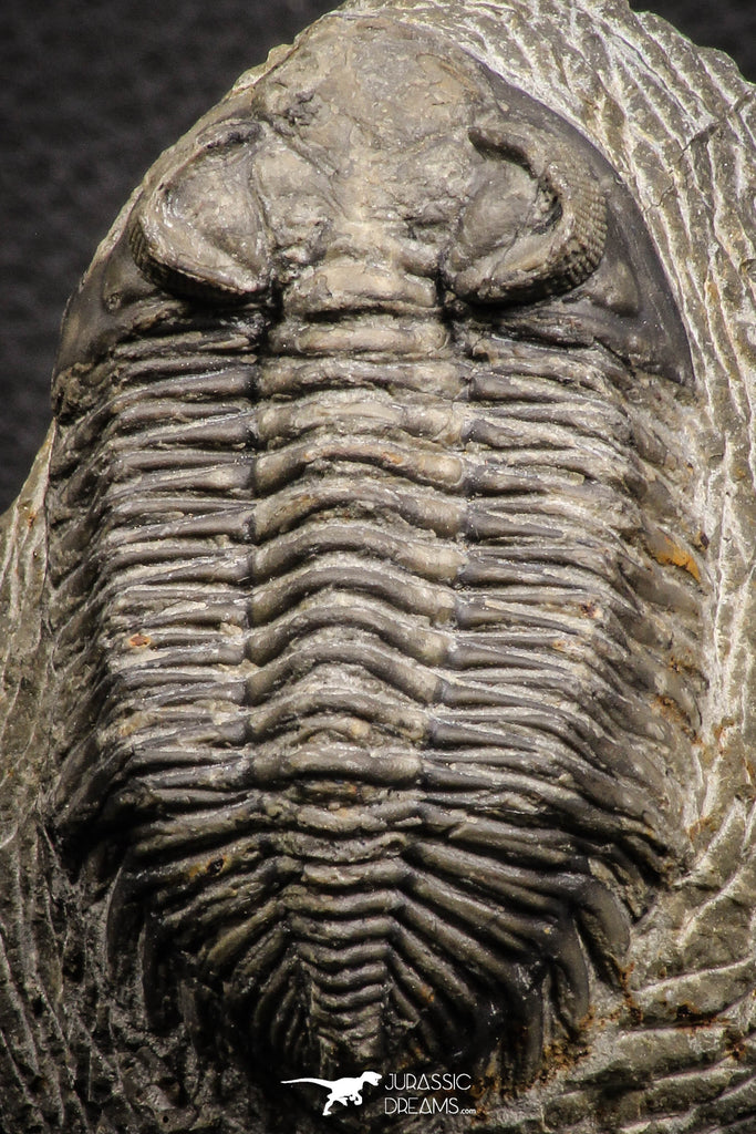 07607 - Top Quality Bug Eyed 2.42 Inch Coltraneia effelesa Middle Devonian Trilobite