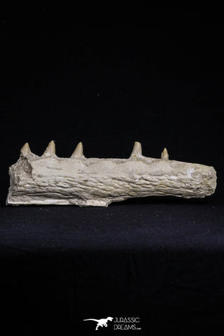 20485 - Top Rare 6.42 Inch Maroccosuchus zennaroi Right Mandibular Fragment