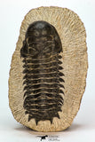 30670 - Well Preserved 3.36 Inch Crotalocephalina (Crotalocephalus) gibbus Lower Devonian Trilobite