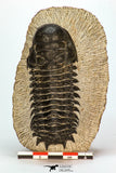 30670 - Well Preserved 3.36 Inch Crotalocephalina (Crotalocephalus) gibbus Lower Devonian Trilobite