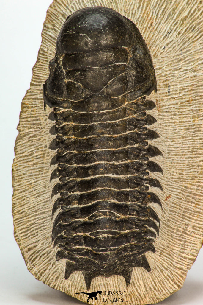 30670 - Well Preserved 3.36 Inch Crotalocephalina (Crotalocephalus) gibbus Lower Devonian Trilobite