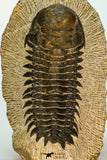 30673 - Top Quality 3.20 Inch Crotalocephalina (Crotalocephalus) gibbus Lower Devonian Trilobite