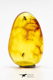 04269 - Well Preserved 0.65 Inch Baltic Amber With An Double Inclusion Of Fossil Insect (Diptera- Dolichopodidae Fly)