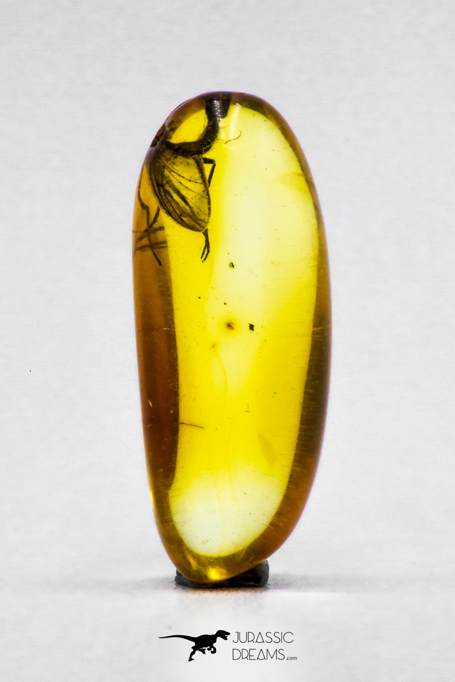 Collector Grade 0.56 Inch Baltic Amber With An Inclusion Of Fossil Insect  (Diptera - Sciaridae Fly) –
