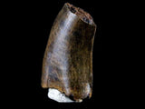 10042 - Real Daspletosaurus Tyrannosaurid Dinosaur Tooth Cretaceous - Montana