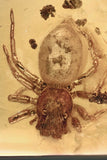 10001 - Great JUMPIG SPIDER Salticidae & BARK Fossil Genuine BALTIC AMBER + HQ Picture