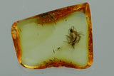 10006 - SWARM 4 GNATS Sciaridae Fossil Inclusion Genuine BALTIC AMBER + HQ Picture