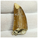 10128 - Exceedingly Rare Suchomimus tenerensis Dinosaur Tooth - Elrhaz Fm - Niger