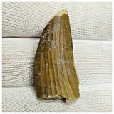 10128 - Exceedingly Rare Suchomimus tenerensis Dinosaur Tooth - Elrhaz Fm - Niger