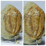 L115 - L109 - S26 - S28 - S27 - S 25 Lot of different Trilobites - Order 143932210896