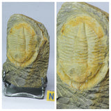 L115 - L109 - S26 - S28 - S27 - S 25 Lot of different Trilobites - Order 143932210896