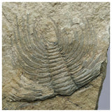 L115 - L109 - S26 - S28 - S27 - S 25 Lot of different Trilobites - Order 143932210896