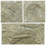 L115 - L109 - S26 - S28 - S27 - S 25 Lot of different Trilobites - Order 143932210896