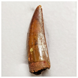 T198 - Finest Grade Red Carcharodontosaurus Dinosaur Tooth - Cretaceous KemKem