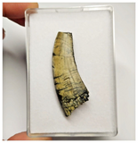 T11 - Rare Afrovenator abakensis Megalosaurid Dinosaur Tooth Jurassic Tiouraren Fm