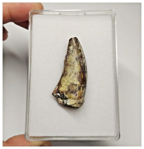 T14 - Top Rare Eocarcharia dinops Dinosaur Tooth - Cretaceous Elrhaz Fm