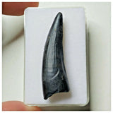 S6 - Exceedingly Rare Suchomimus tenerensis Dinosaur Tooth - Elrhaz Fm - Niger