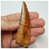 T53 - Serrated 3.03 Inch Carcharodontosaurus Dinosaur Tooth - Cretaceous KemKem