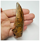 T52 - Gem Grade 3.54 Inch Carcharodontosaurus Dinosaur Tooth - Cretaceous KemKem